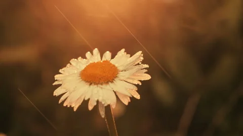 Raindrops drip on the wet chamomile Video stock 98836924