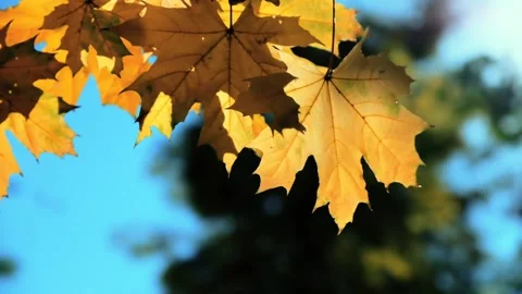 Raindrops drip from yellow maple leaves lit by sunlight Stock Footage 166353009