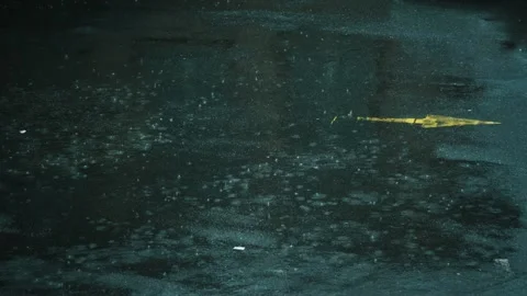 Raindrops Dripping on the Asphalt in the Evening Stock Footage 311377460