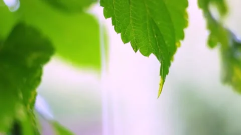 Raindrops dripping from a grape leaf, close-up, blurred background Stock Footage 146775641