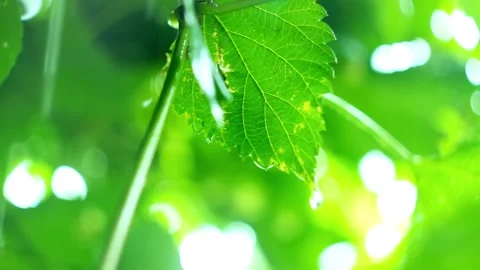 Raindrops dripping from grape leaf, close-up, blurred foliage in the background Stock Footage 146775662