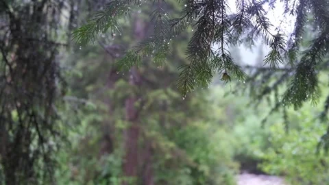 Raindrops dripping from green pine branches during a summer rain in the forest Stock Footage 340418404