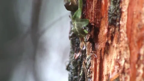 Raindrops dripping from an ivy leaf Video stock 69131360