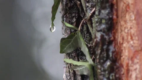 Raindrops dripping from an ivy leaf Stock Footage 69131361