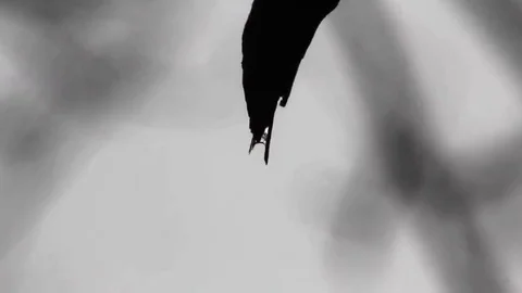 Raindrops dripping from a leaf Video stock 69131863