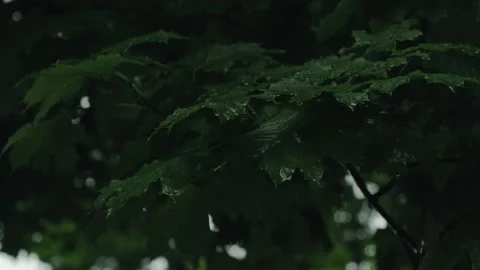 Raindrops dripping on maple leaves. Water drops falling on wet foliage. Rain Stock Footage 254406366