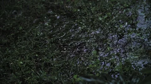 Raindrops dripping into a puddle of grass Stock Footage 222404369