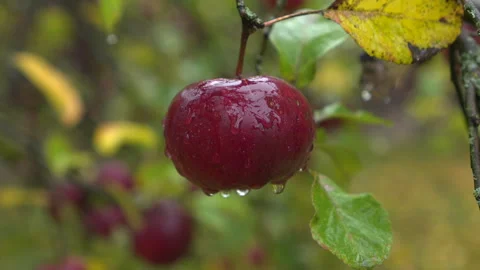 Raindrops dripping from red apple on tree branch Vídeo Stock 348107409