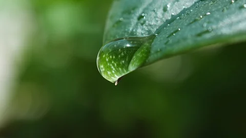 Raindrops dripping from the tip of a green leaf in forest Vídeos de archivo 110699834