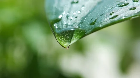 Raindrops dripping from tip of tropical leaf, zoom in. Stock Footage 110698425
