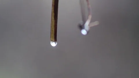 Raindrops dripping from a twig Video stock 69130694