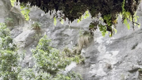 Raindrops dripping from wet leaves, slow motion, close-up view Stock Footage 340568822