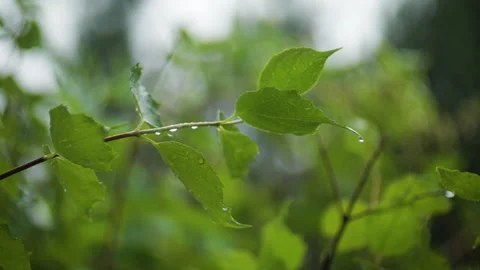 Raindrops dropping on green leaves in slowmotion Stock Footage 211457356