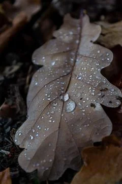Raindrops on a dry fallen oak leaf Stock Photos