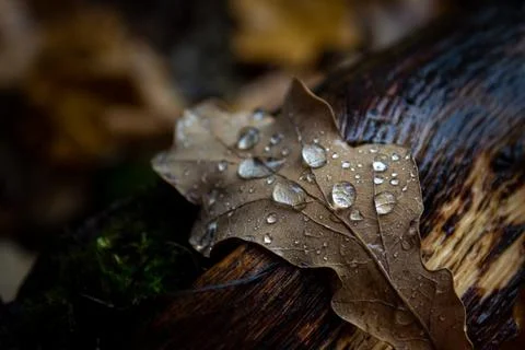 Raindrops on a dry fallen oak leaf Stock Photos