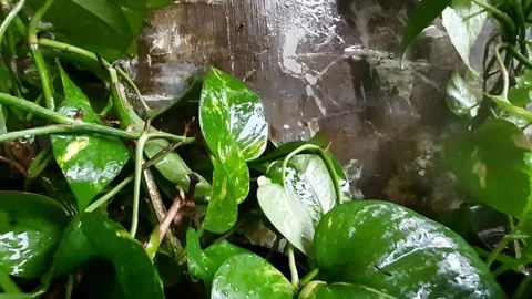 Raindrops on Epipremnum mooreense  leaf 库存影片 288800403