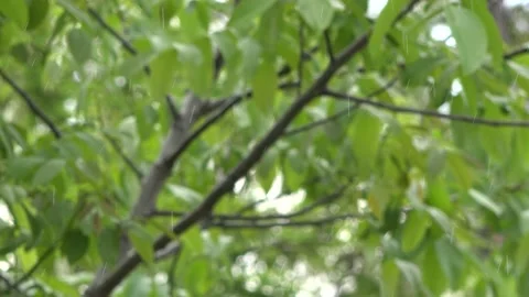Raindrops fall between the branches 库存影片 154119827