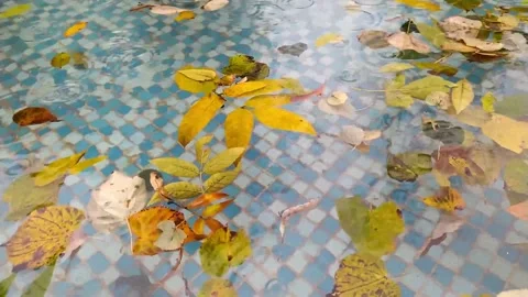 Raindrops fall into a blue pool with autumn leaves Stock Footage 198136005
