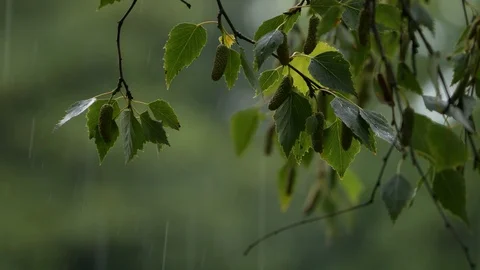 raindrops on trees