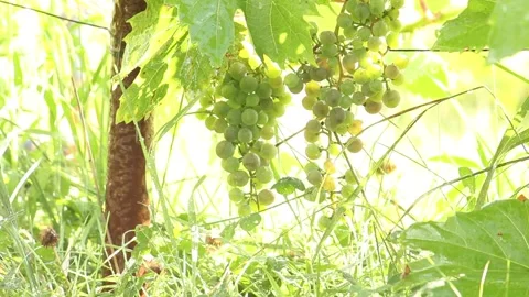 Raindrops fall on bunches of ripe grapes in the vineyard sunbeams Stock Footage 170449202
