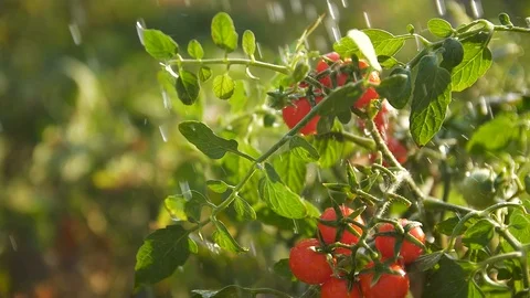 Raindrops fall on a bush with tomatoes in the sun Stock Footage 96205281