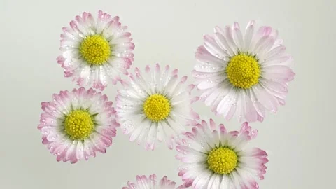 Raindrops fall on chamomile flowers that are floating in pure water Stock Footage 272477712