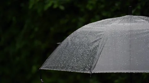 Raindrops fall on clear umbrellas under a dry tree branch Video stock 217671916