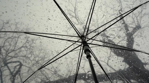 Raindrops fall on clear umbrellas under a dry tree branch Video stock 217672560