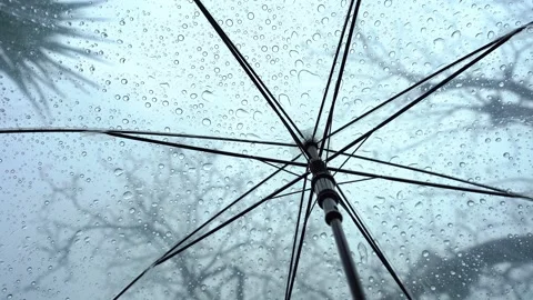 Raindrops fall on clear umbrellas under a dry tree branch Video stock 217674095