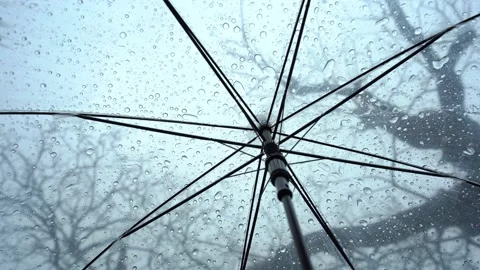 Raindrops fall on clear umbrellas under a dry tree branch Video stock 217677690
