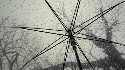 Raindrops fall on clear umbrellas under a dry tree branch Video stock 217678121