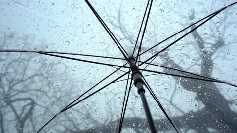 Raindrops fall on clear umbrellas under a dry tree branch Video stock 217678138
