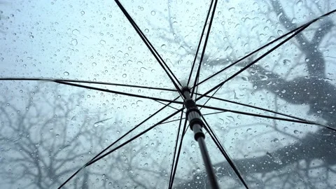 Raindrops fall on clear umbrellas under a dry tree branch Video stock 217678302