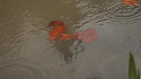 Raindrops fall into a dirty puddle with yellow fallen leaves 스톡 동영상 256237678