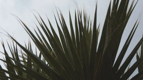 Raindrops fall down from palm tree. Rain drops through sharp leafs. Slow motion 스톡 동영상 102456950