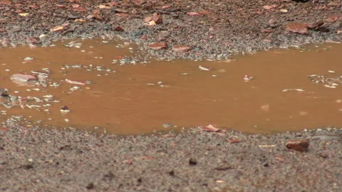 Raindrops fall into Stock Footage 334231497