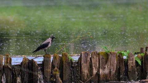 Raindrops fall gently over a mossy wooden fence. Crow stands alert on the Stock Photos