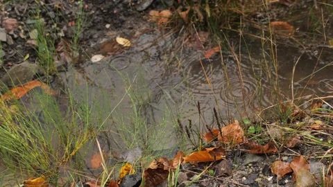 Raindrops fall in a gray puddle with yellow leaves, autumn rain falls Stock Footage 255602407