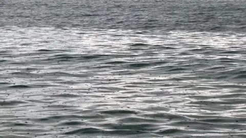 Raindrops fall on gray sea, creating countless ripples across water surface Stock Footage 337777148