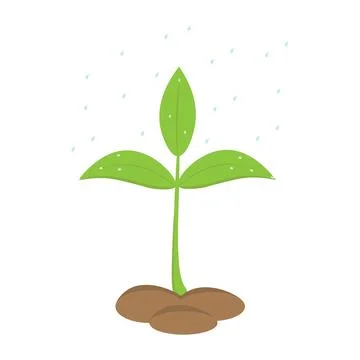 Raindrops fall on a green, fresh sprout in the soil. Nature concept. Vector.. Stock Illustration
