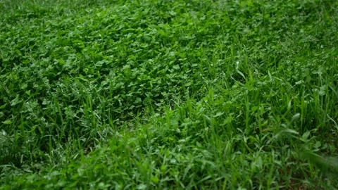 Raindrops fall on a green lawn with grass Stock-Footage 154870700