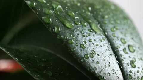 Raindrops fall on green leaves. 4k 24fps. Stock Footage 149757944