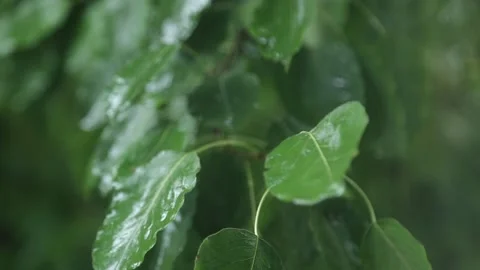 Raindrops fall on green leaves. Autumn rain on the trees Stock Footage 161429445