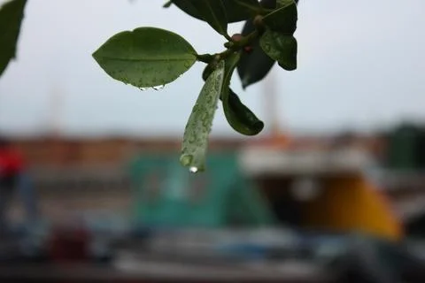 Raindrops Fall on Green Leaves Stock Photos