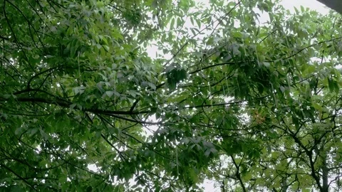 Raindrops fall on the green leaves. Summer rain. Stock Footage 110322590