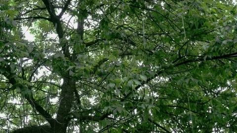 Raindrops fall on the green leaves. Summer rain. Stock Footage 110323062