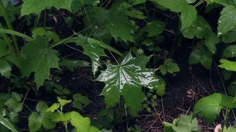 Raindrops fall on the green leaves. Summer rain. Vídeo Stock 110324343