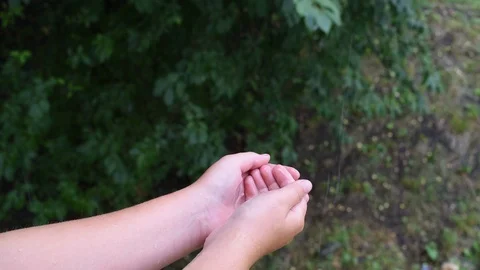 Raindrops fall into the hands in the summer in warm weather Video stock 92482874