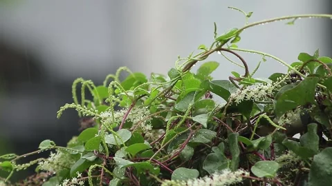 Raindrops Fall On The Heartleaf Maderavine Madevine Plant 스톡 동영상 242965738