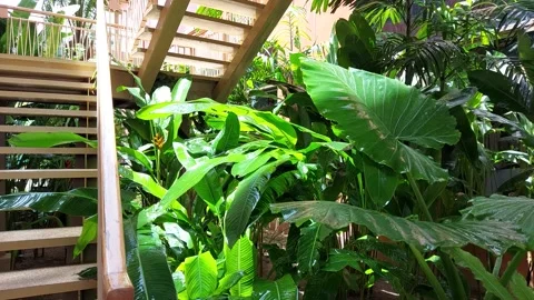 Raindrops fall on large leaves Stock Footage 157987660